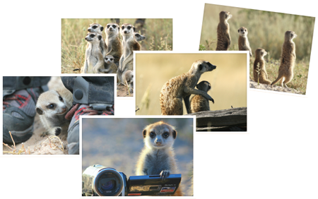 抱抱獴 Hug-Kat 商品3